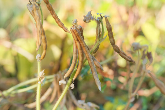 Pulse crop. Vigna mungo seed head in meadow in sunny day. Black matpe plant in gardening. Organic plant in farming.