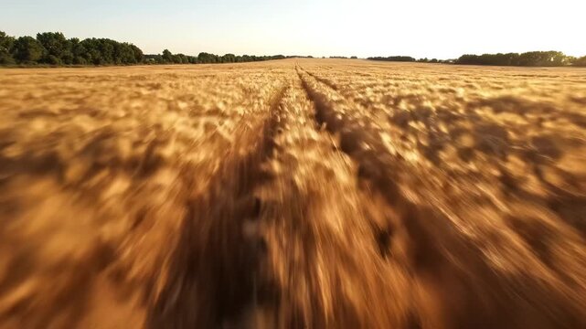 Aerial view of a golden wheat field