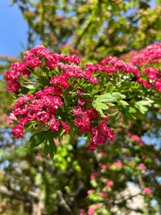 Pink Spring Blossoms on Flowering Tree Branch.
Close-up of pink spring blossoms on tree branch with green leaves and soft blurred background.