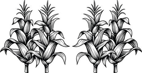 Vintage Hand-Drawn Engraving Style Corn Plants and Maize Crop Vector Illustration  Agriculture, Farming, Harvest, and Food Production Concept Art  Black and White Graphic Design. © Shilpi