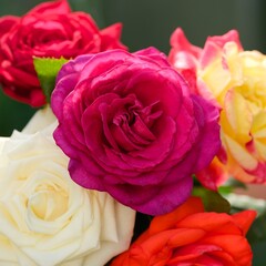 Close-up shot of a bouquet of five colourful roses