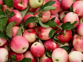 Freshly harvested organic apples. Full frame