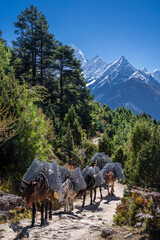 A caravan of mules carries metal mesh to the construction site. A route between Namche bazaar and Thame. 3 passes trek, Khumbu, Nepal.