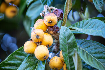 Pil&eacute;n, Cauquenes, Chile - December 7, 2025: Close-up of ripe loquats growing on the loquat tree, surrounded by green leaves in a natural setting. Ideal image for agriculture, healthy eating, botany, a