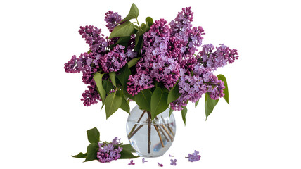 A beautiful bouquet of lilac flowers in a clear glass vase on a white background with some fallen petals and leaves