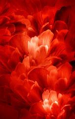 Floral vertical spring background.  Peonies flowers and petals flowers. Close-up.  Greeting card.  Nature.