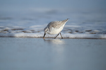 Obraz premium Sanderling on the beach in front of the sea