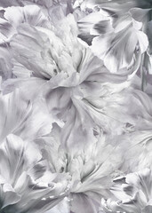 Floral spring background.  Peonies flowers and petals flowers. Close-up.  Greeting card.  Nature.