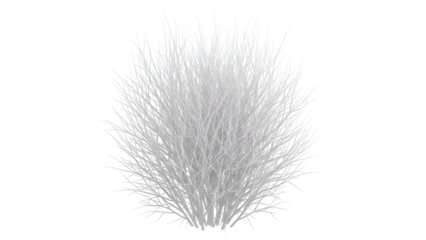 White grass bush