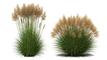 Ornamental grasses in a garden setting