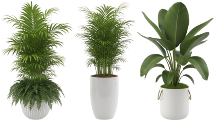 Three potted houseplants in white pots