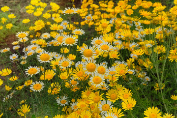 Chamomile is blooming. Medicinal plant. Daisy flowers is growing in cottage garden. Aromatic herb in meadow. Anti-inflammatory agent. Sunny day.