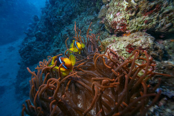 Pair of anemonefish swimming among sea anemone tentacles on a coral reef. Colorful tropical fish in clear blue water, underwater marine life and symbiosis concept.