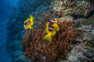 Pair of anemonefish swimming among sea anemone tentacles on a coral reef. Colorful tropical fish in clear blue water, underwater marine life and symbiosis concept.