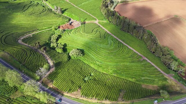 Terraced tea fields and green hillsides of Sao Miguel Island in Azores, aerial view