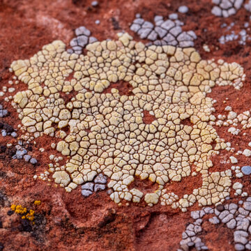 View of textured rock surface shows patches of vibrant yellow lichen contrasting against the reddish-brown stone, a micro-landscape of color and detail, Desert Hills, Arizona, United States.