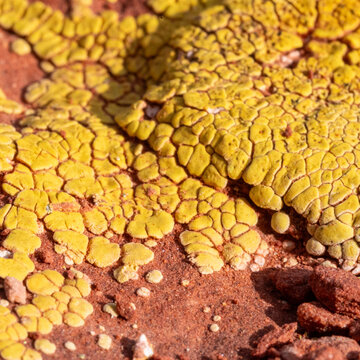 View of vibrant yellow lichen blooms across the weathered red-brown rock, a stark contrast in textures and colors under the desert sun, Desert Hills, Arizona, United States.