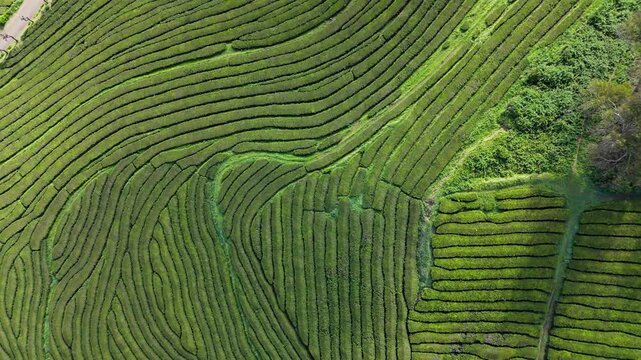 Layered natural patterns formed by terraced curved tea rows on volcanic slopes of Sao Miguel Island, drone footage