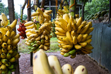 Bananas at a fruit stand in Sri Lanka. Local fruit market.