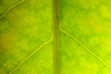 Vivid green leaf close-up with strong midrib line and branching veins, fresh botanical texture background for sustainability.