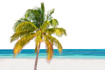 Palm tree on a caribbean beach, tropical travel landscape isolated on white or transparent background, png cut out