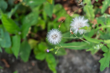 Delicate Dandelion Seed Heads on Green Background in Nature Scene