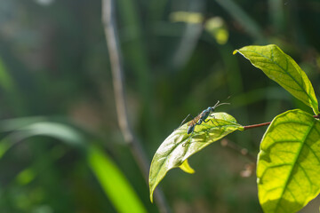 Close-Up View of an Insect on a Leaf in Natural Habitat Setting