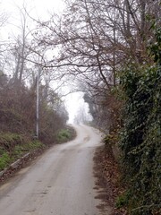 Fototapeta premium Foggy Country Road Leading Into Misty Woodland