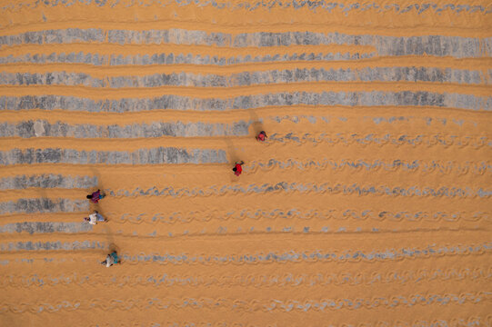 Bogura, Bangladesh - 27 January 2020: Aerial view of golden rice fields, divided by concrete paths, where colorful figures work under the vast sky.