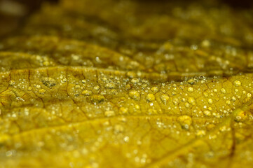 Water droplets on a yellow autumn leaf. Macro photo of a fallen leaf with dew