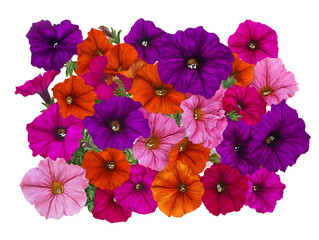 side profile of a large grouping of purple orange and pink petunia flowers centered on a white background realistic