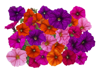 side profile of a large grouping of purple orange and pink petunia flowers centered on a white background realistic