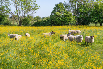 Obraz premium Sheep grazing in a field of yellow buttercups in the Cotswold village of Alvescot, Oxfordshire, England UK