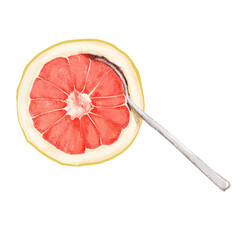 slice of grapefruit, cafe breakfast, vintage, isolated hand-drawn illustration on a transparent background.