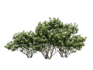 Generate me a side profile of a grouping of white dwarf Indian Hawthorne bushes centered on a white background realistic for landscape design