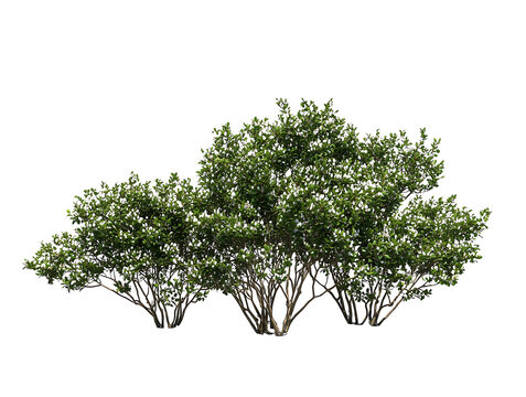 Generate me a side profile of a grouping of white dwarf Indian Hawthorne bushes centered on a white background realistic for landscape design