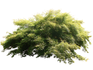 Generate me an arial top down view of a single green weeping Japanese maple centered on a white background realistic for landscape design