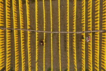 Narayanganj, Bangladesh - 29 January 2020: Aerial view of vibrant yellow textiles laid out in neat rows, casting dark shadows under the bright sun, with workers adding scale.