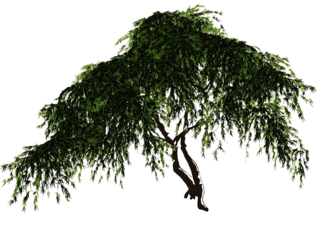 Generate me a side profile of a green weeping Japanese maple centered on page on white background realistic for a landscape design