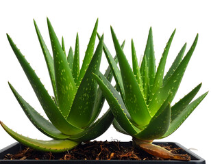 Succulent plants with spiky green leaves in a pot
