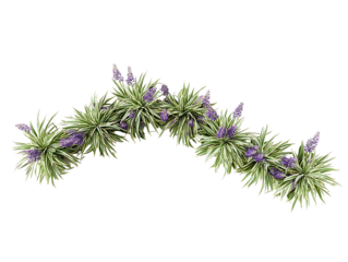 Generate me a side profile of a grouping of 5 variegated Liriope plans with purple flowers in a zig zag pattern centered on page with a white background rea