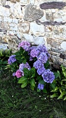 Hortensias violets devant un mur en pierre