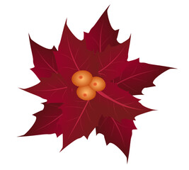 Hand-drawn poinsettia flowers isolated on a transparent background, perfect for Christmas and holiday designs.