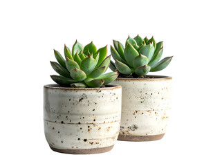 Two potted succulents with patterned ceramic pots on black