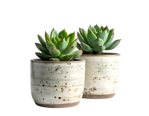 Two potted succulents with patterned ceramic pots on black