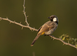 Portrait of White-cheeked bulbul on acacia tree, Bahrain