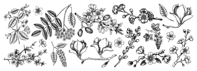 Blooming trees sketch set. Flowering branches hand drawn vector illustration. Vintage spring drawings. NOT AI generated
