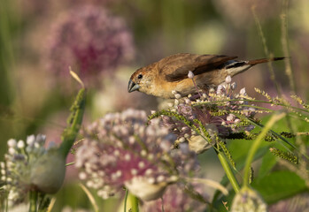 Fototapeta premium Closeup of a Indian silverbill feeding on Onion flower at a farm, Bahrain