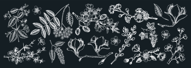 Blooming trees sketch set. Flowering branches hand drawn vector illustration. Vintage spring drawings. NOT AI generated