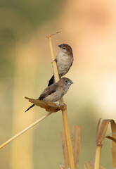A pair of Indian Silverbill at Buri farm, bahrain